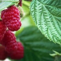 Ripe Red Raspberries on plant ready to pick. Large Raspberry leaf and green space for copy.