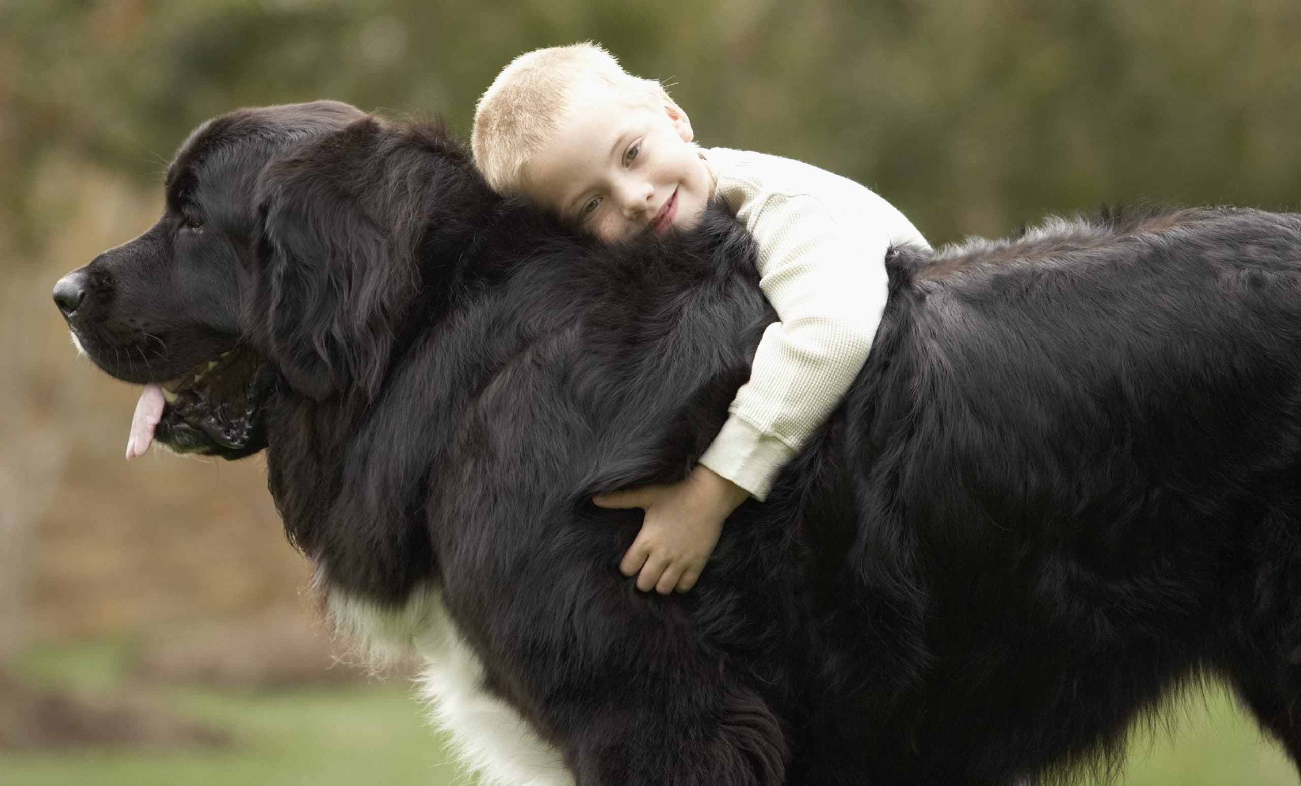 Bernáthegyi, újfundlandi, komondor – ember méretű óriáskutyák