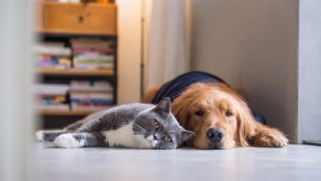 Játékos labradorok, pancsoló kacsák, vándor cicák – a legcukibb kiskedvences TikTok-profilok