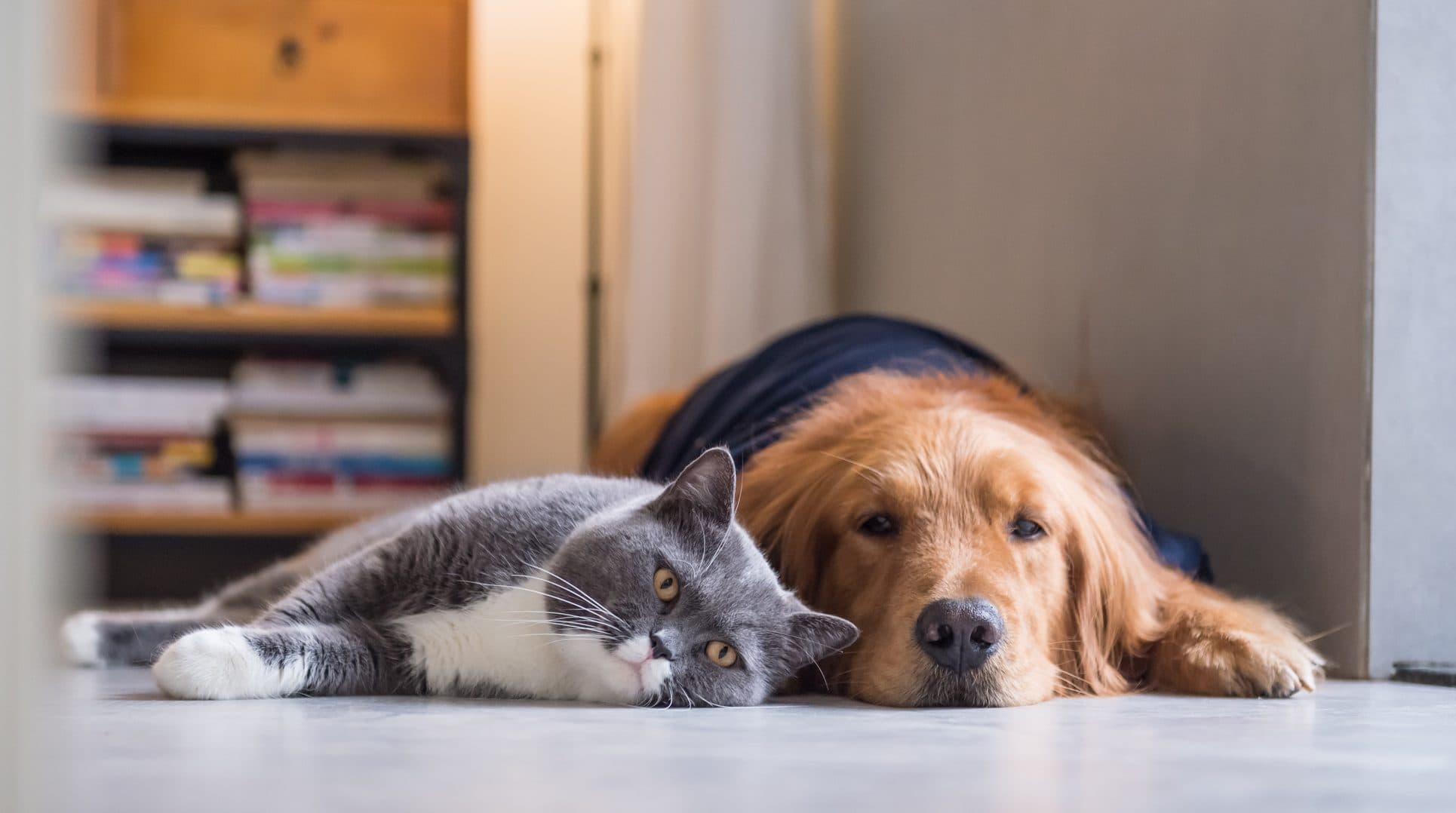 Játékos labradorok, pancsoló kacsák, vándor cicák – a legcukibb kiskedvences TikTok-profilok