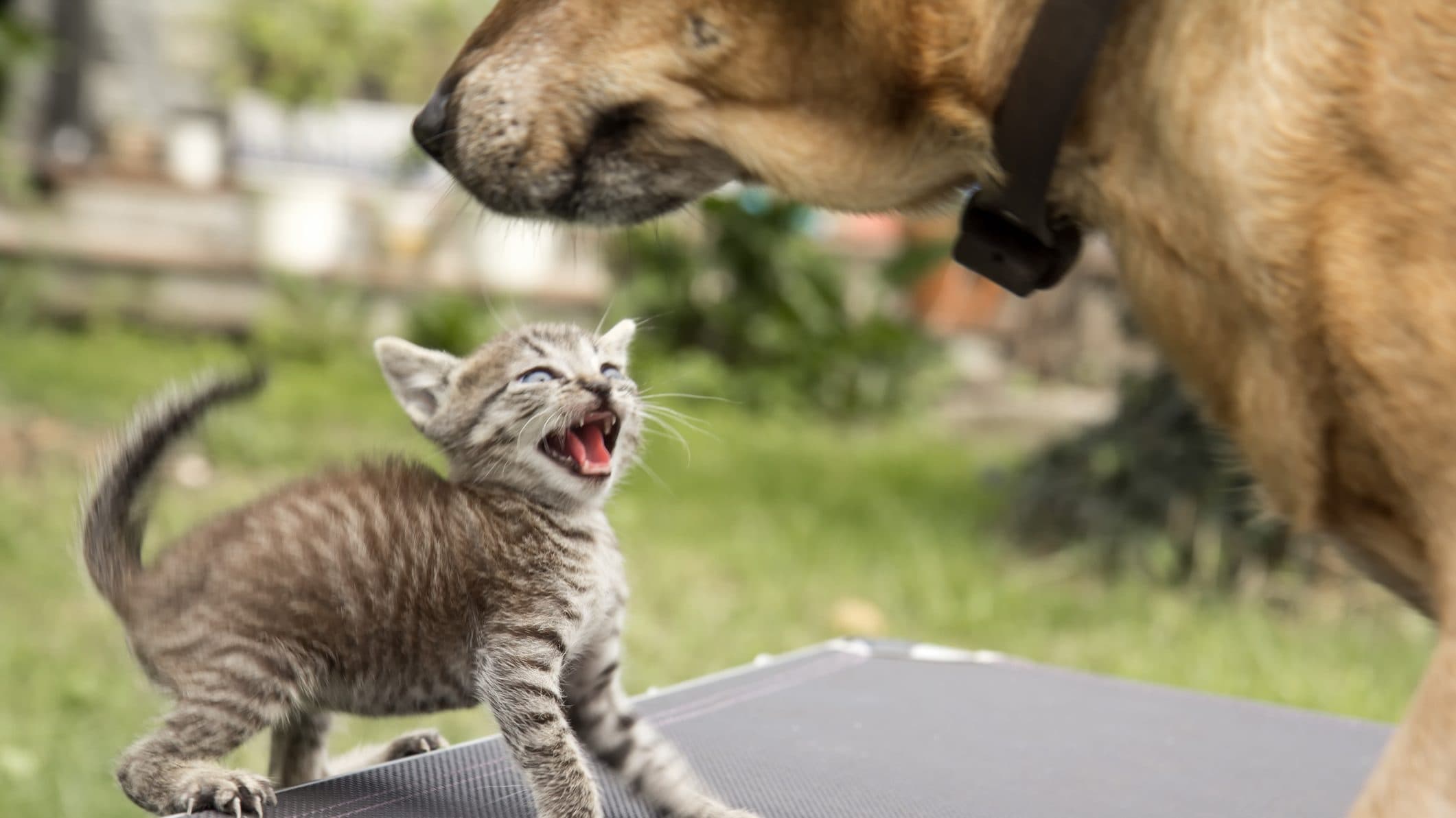 Városi vagy vidéki? Idős vagy fiatal? Kutyás vagy macskás? – a mindennapok nagy ellentétei