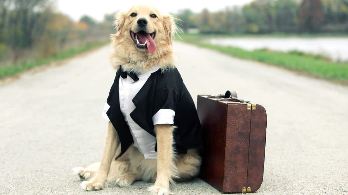 A kutyák játszanak csontokkal, a nő helye a konyhában van – szexista és testszégyenítő mondások