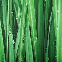 Close up of green vetiver grass