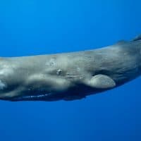 Sperm whale underwater.