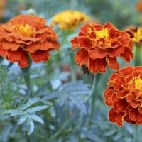 Orange yellow French marigold or Tagetes patula flower on a blurred garden background. Marigolds.Selective focus.