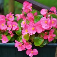 Pink begonia flowers in the garden.