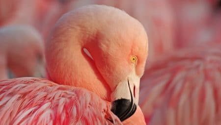 Páva, flamingó, Guatemala nemzeti jelképe – ezek a legkülönlegesebb színű madarak a világon