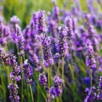 Close up of blooming lavender flowers in a field in summer