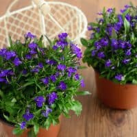 "two flower pots of blue Garden Lobelia (Lobelia erinus), aside gardening equipment like metal basket."