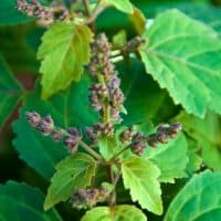 Close up eye level view of flowering patchouli plant also known as pogostemon cablin used in aromatherapy, essential oils and herbal medicine. Shallow depth of field.