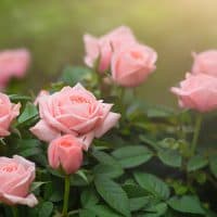Pink rose bush in the evening sun