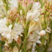 Polianthes tuberosa or polyanthus lily white flowers