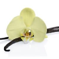 Vanilla sticks with a flower as ingredient for baking isolated on white background