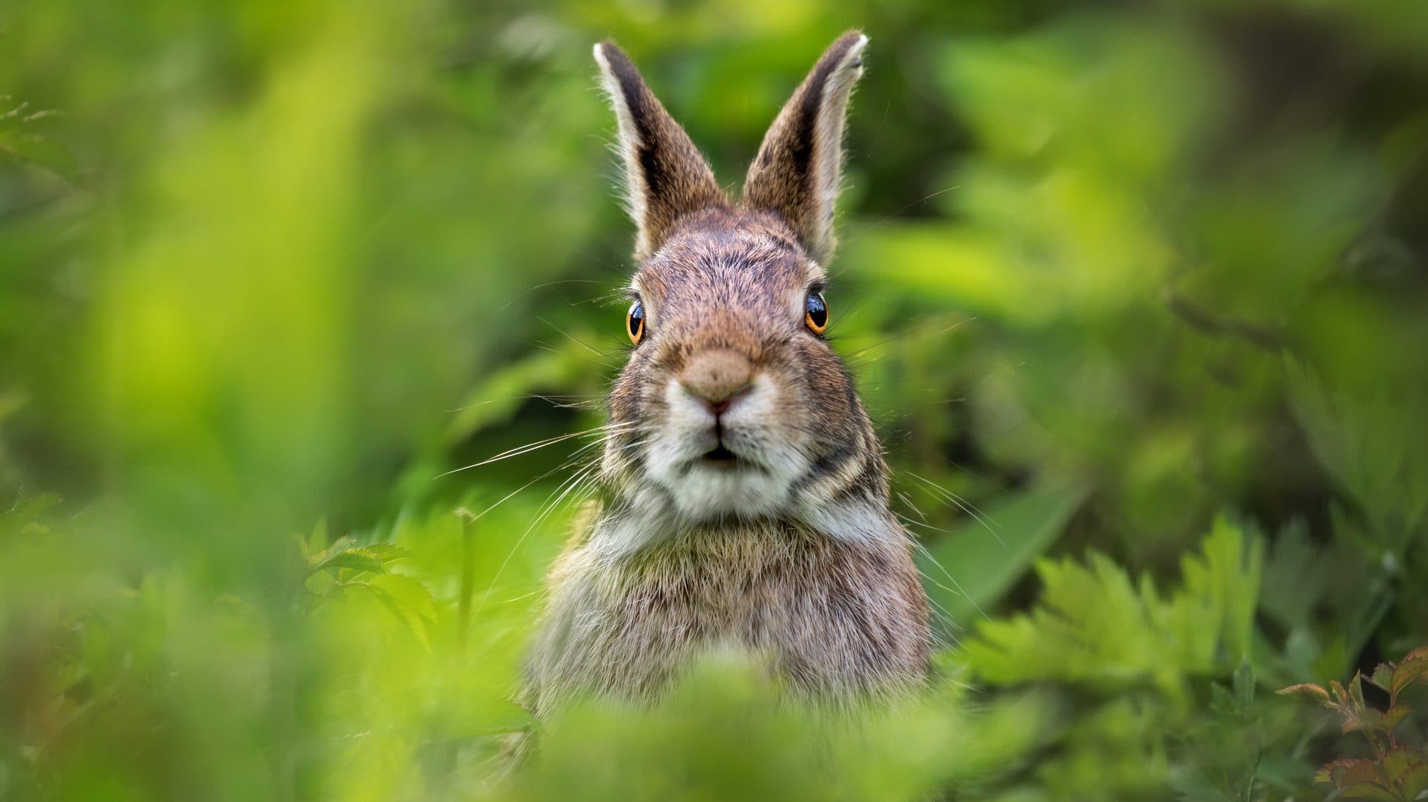 Sasokkal lazulás, répatorta, három kívánság – a legjobb nyuszikás viccek