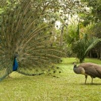 Gerard Soury / Getty Images