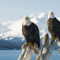 Josh Miller Photography / Getty Images