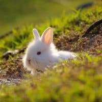 pixtawan / Getty Images