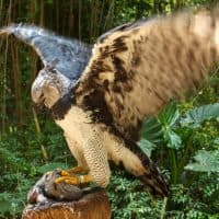 ChepeNicoli / Getty Images