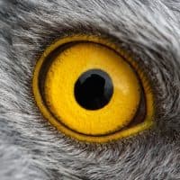 MriyaWildlife / Getty Images