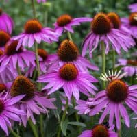 Echinacea purpurea flowering eastern purple coneflowers flowers, group of purple hedgehog coneflower plants in bloom