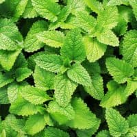 Fresh green mint plants in growth at field