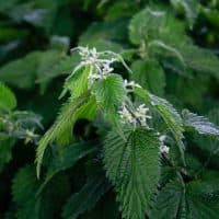 Nettles close up