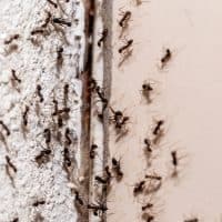 bugs on the wall, coming out through crack in the wall, sweet ant infestation indoors