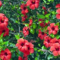 Tree with big red flowers, hibiscus, summer, Spain