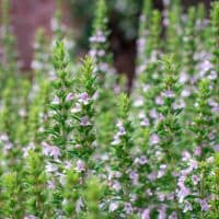 Organic herbs. Thyme plant close-up. Aromatic herbs. Seasoning, cooking ingredients