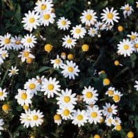 Chamomile (Matricaria chamomilla or Chamomilla recutita), Asteraceae. (Photo by DeAgostini/Getty Images)