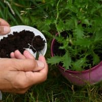 Someone putting coffee grounds with a small spoon at the foot of a plant in a flower pot