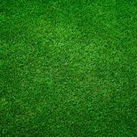Fresh green grass in football pitch