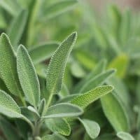 Organic safe plants growing in the fields, close up view.