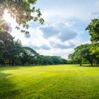 Beautiful morning light in public park with green grass field and green fresh tree plant at Vachirabenjatas Park Bangkok, Thailand