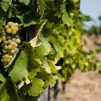 BADACSONY, HUNGARY - 2024/08/18: A view of grapes and wine fields on the side of Badacsony's hill next to Balaton Lake. Badacsony is one of Hungary's most iconic wine regions, located by Lake Balaton, and renowned in Europe and internationally for its distinctive, mineral-rich white wines. This volcanic wine-making area produces unique wines that are ideal for long aging. Lake Balaton, covering around 600 square kilometers and stretching 78 kilometers in length, is the largest lake in Central Europe. Known for its many beaches, summer festivals, and crystal-clear freshwater, the Balaton area is a top tourist destination in Hungary. (Photo by Attila Husejnow/SOPA Images/LightRocket via Getty Images)