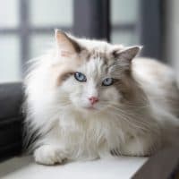 Relaxing ragdoll cat