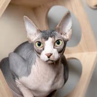 Hairless bi-color, white and lavender, male cat crouching inside a modern floating cat climbing system. Selective focus on face.