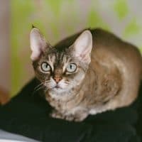 Close up of lifestyle portrait of purebred Devon Rex tabby color cat sitting on chair