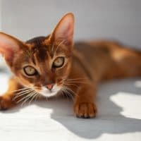 Hunter cat, the muzzle of the Abyssinian cat before the attack close-up. The cat is playing indoors and getting ready to jump. The eyes of a playful pet wanting to pounce.