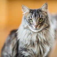 A close-up view of a Maine Coon cat indoors, with an out-of-focus second cat barely visible in the background.