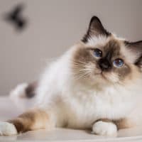 beautiful cat on the table, gray-black, elite cat, small Depth of field