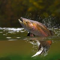 Brown trout fish jumping in river halfwater view 3d realitstic render