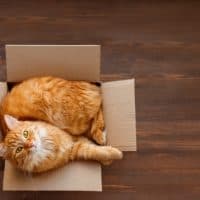 Cute ginger cat lies in carton box on wooden background. Fluffy pet with green eyes is staring in camera. Top view, flat lay.