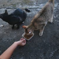 Kanawa_Studio / Getty Images