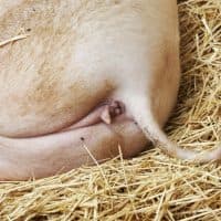 Closeup pig's rump with tail resting on hay in the barn, full frame horizontal composition