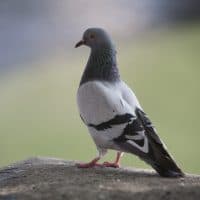 Pigeon in Paris