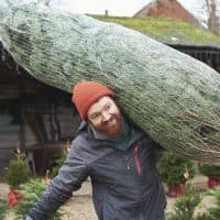 A Christmas tree salesman carrying a netted Christmas tree