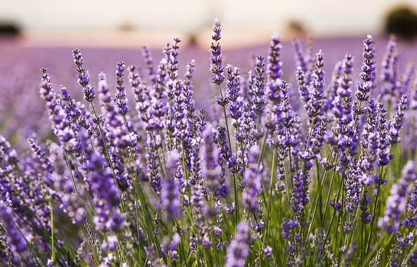 GUADALAJARA CASTILLA LA-MANCHA, SPAIN - JULY 03: Lavender fields in full bloom on July 3, 2021, in Brihuega, Guadalajara, Castilla La-Mancha, Spain. Brihuega, known as 'El Jardin de la Alcarria', was the Spanish pioneer in lavender cultivation 30 years ago. In the month of July, its fields are transformed into a sea of blue and violet tones with a great aroma and visual spectacle. The cultivation of lavender has been relegating the cultivation of cereals and there are already more than 1,000 hectares in this municipality of Guadalajara. In addition, the town has a full program that includes a market, guided tours of the distilleries, workshops and concerts. About 25,000 tourists visited Brihuega at this time in 2019. (Photo By RAFAEL MARTIN/Europa Press via Getty Images)
