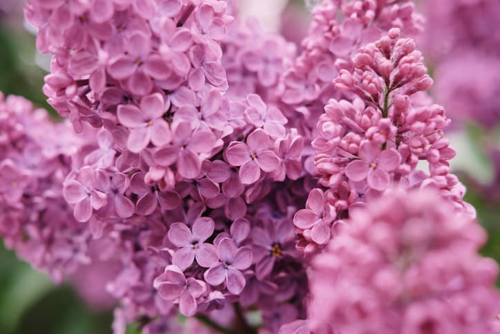 A picture with a varietal branch of lilac in a spring garden, a festive picture for events, covers of garden books, articles on floriculture