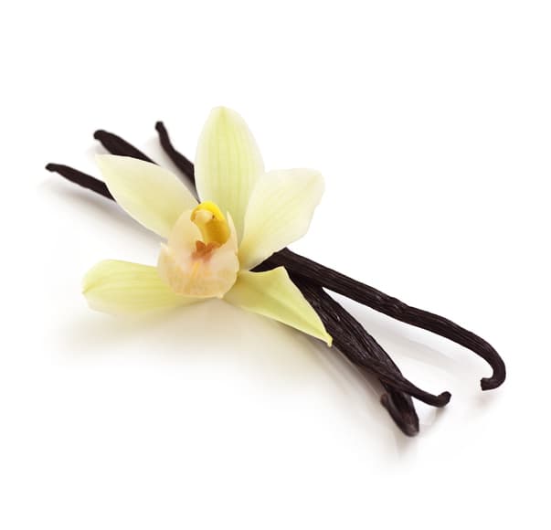 Vanilla beans and orchid isolated on white. Selective focus.